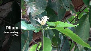 White champaca Magnolia alba [upl. by Tombaugh]