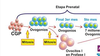 Línea cronológica de la OVOGENESIS [upl. by Holms]