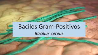 Microbiologia Médica Bacillus cereus  Bacilos Gram Positivos [upl. by Nared]