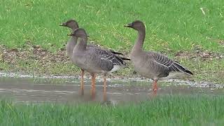 Tundra Bean Goose Laleham 20122020 [upl. by Myrta83]