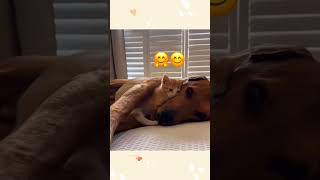 cat dog dogs cut cute love lovecats lovedogs funny virla viralvideo foryou foryoupage [upl. by Dominga]