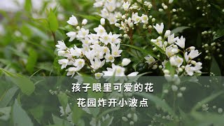 【海媽植物推薦33】孩子眼裡可愛的花，花園炸開小波點Deutzia Gracilis Neat plant with dainty flowers [upl. by Essilec196]