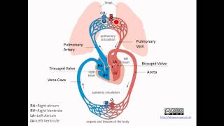 Pulmonary and Systemic Circulation [upl. by Nuahsar]