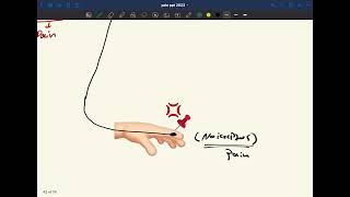 Neurophysiology pain p2 [upl. by Seedman]