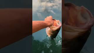 fishline bassfishing spottedbass fishing bass fishingisacontactsport sportfishing [upl. by Karia761]