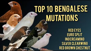 Top 10 Bengalese Finches Mutations  Red Eyes Bengalese  Euro  Society Finch Complete Information [upl. by Kopp3]