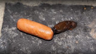 Slug vs Sausage Time Lapse [upl. by Jeannette]