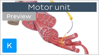 Motor unit motor neurons and skeletal muscle fibers preview  Human Histology  Kenhub [upl. by Eiramadnil]