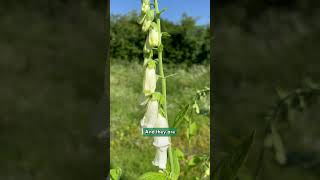 Digitalis purpurea f albiflora zones 4 to 8 [upl. by Giffard]