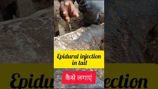 Epidural injection in tail for cow Buffaloshortsvideoviralvideorahimkateliya2617VetSurgery [upl. by Nyrmak828]