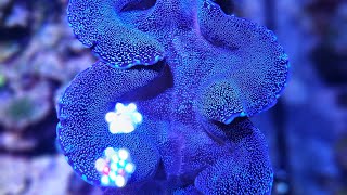 Tridacna Clam Care in the Reef Aquarium General Considerations for Purchase or Troubleshooting [upl. by Urias]