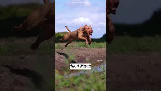 5 most deadliest and dangerous dog breeds in the world 🔥🌎 shorts [upl. by Oderfliw953]