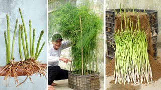 Growing Asparagus At Home The Most Productive and Effective Fast to Harvest [upl. by Mahmoud]