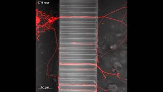 Microfluidics Cell Culture Model [upl. by Cindi875]