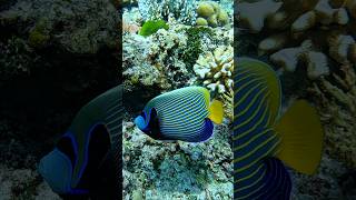 quotYes Need somethingquot coralreeffishes emperorangelfish [upl. by Kyne653]