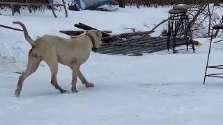 When it snows I take my thin dog to the racecourse [upl. by Billmyre40]