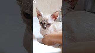 As a result of bathing a kitten with dermatitis as the doctor said shorts [upl. by Llacam]