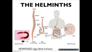 Microbiology of Helminths amp Immunity [upl. by Rennug]