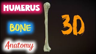 humerus anatomy  humerus anatomy upper extremity [upl. by Aicilanna416]