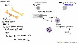 Stem Cells For AQA 91 GCSE Biology and Trilogy Combined Science [upl. by Nyllij]