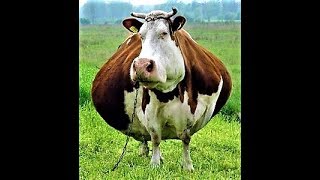 🐮 Best Cow Sound Effects with Video [upl. by Earla535]