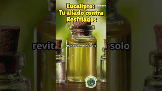 Eucalipto Remedio Natural para Combatir Resfriados y Mejorar la Respiración [upl. by Nospmas253]