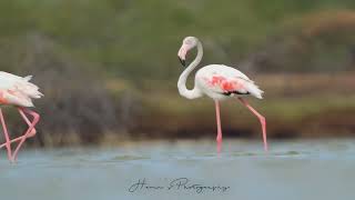 Puthalm salt pans Migratory Birds amp other Waders tamil bird wildlife photography kk [upl. by Archibald]