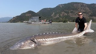 Catch and Cook Sturgeon How to catch giant sturgeon [upl. by Daffy21]