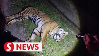 Tiger killed after being hit by car in Bentong [upl. by Selec]