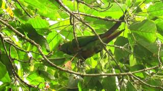 goldenplumed parakeet Leptosittaca branickii Rio Blanco reserve manizales Central andes [upl. by Eynahpets661]