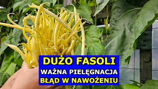 Chcesz mieć DUŻO FASOLI  Ważna Pielęgnacja Błędy Nawożenie Fasola szparagowa Karłowa Tyczna Uprawa [upl. by Mccowyn827]