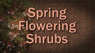 Spring Flowering Shrubs – Family Plot [upl. by Loveridge]