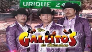 CARTAS MARCADAS  LOS GALLITOS DE CHIHUAHUA EN VIVO 2016 [upl. by Arihsan]