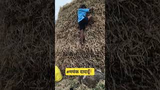 गावाकडचं मुलंमयंक दादा🧗 marathi song [upl. by Appolonia601]