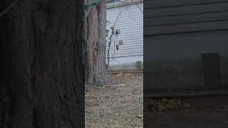 A Red Headed Wood Pecker Male Cardinal and some Carolina Wrens enjoying the suet nature [upl. by Eenahs419]