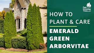 Emerald Green Arborvitae Tree  How to Plant amp Care [upl. by Tatiana273]