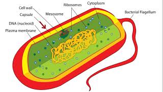 Bacteria Cell Structure [upl. by Griffie]