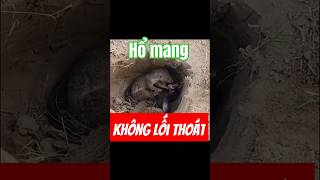 🐍 rắn hổ mang không còn lối thoát cobra wildlife short [upl. by Eustatius]