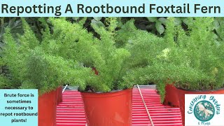 Repotting a very rootbound Foxtail Fern sometimes requires a brutal approach [upl. by Bette]