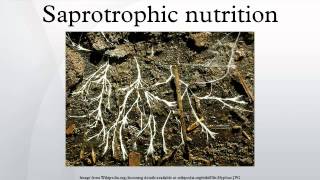 Saprotrophic nutrition [upl. by Ajet726]