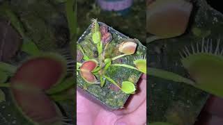 Venus flytrap Dionaea muscipula Long Red Fingers [upl. by Gyimah]