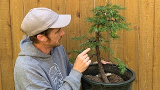 Yamadori Hemlock Bonsai  First Styling [upl. by Fosque370]