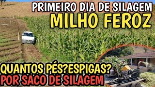 primeiro dia de SILAGEM de milho quantos pés e espigas por saco de silagem peso [upl. by Munford]