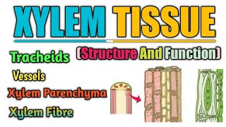 BioPoint Xylem Structure  Function  Tracheid  Vessels  Xylem Fibre And Parenchyma xylem [upl. by Ayadahs]