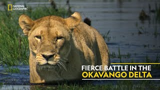 Fierce Battle in the Okavango Delta Relentless Enemies  हिंदी  Full Episode  S1  E3  Nat Geo [upl. by Bella]