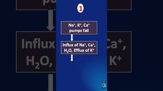 Shorts  118 IschemiaReperfusion Injury IRI  What happens during the ischemia phase [upl. by Kcirdle]