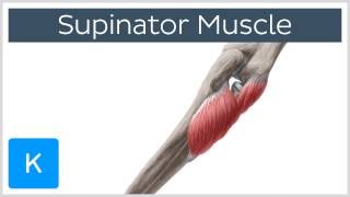 Supinator Muscle  Origins amp Function  Human Anatomy  Kenhub [upl. by Acissaj502]