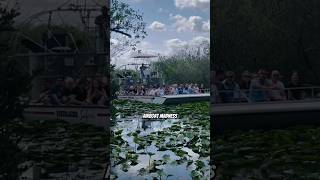 Worlds biggest Airboat florida airboat everglades racing airboats [upl. by Karna]