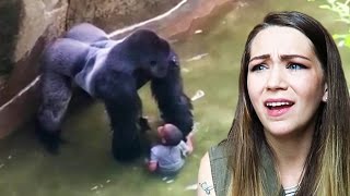 MOM REACTS TO CINCINNATI ZOO GORILLA INCIDENT [upl. by Zildjian]