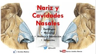 Anatomía  Nariz y Cavidades Nasales Linfáticos Inervación Irrigación Mucosa Meatos [upl. by Aenil806]